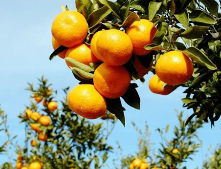 安县柑橘类如何放入果蔬保鲜库中贮藏保鲜？